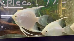 Introducing the elegant Platinum Angelfish! 🌟 With their shimmering, silvery scales and graceful fins, these angelfish add a touch of class and sophistication to any aquarium. Perfect for both beginners and seasoned aquarists. 🐠✨ #PlatinumAngelfish #AquariumElegance #GracefulSwimmers | Pet Zone Tropical Fish, San Diego, California