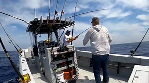 Catch Clean & Cook Trigger Fish, Tuna, Mahi mahi, Shark, Snapper and more. | Maid by Wade | Facebook