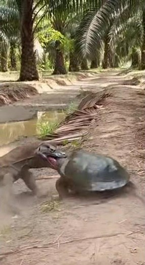 Kepala kura kura diterkam biawak di kebun sawit #hiburan #cobra #hewanbesar #snake #viralshorts