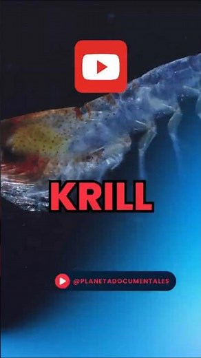 Krill and its crucial role in the food chain 🦐💚 #ecologicalbalance #fisheries #nature #krill