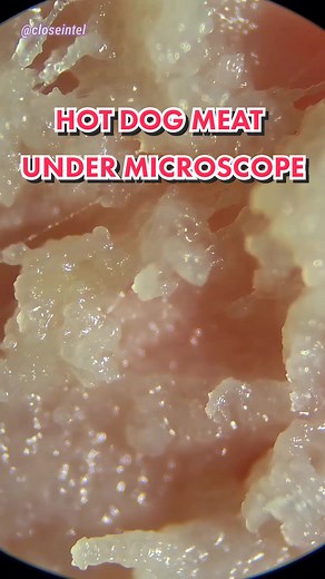 Replying to @sanesyco Hot Dog Under Microscope #microbiology #undermicroscope #microtok #microscopic #🔬 #microbiology #microcosmos #microbio #fyp #hotdog