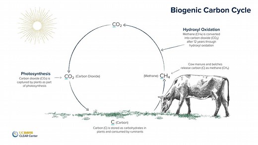 The Biogenic Carbon Cycle and Cattle