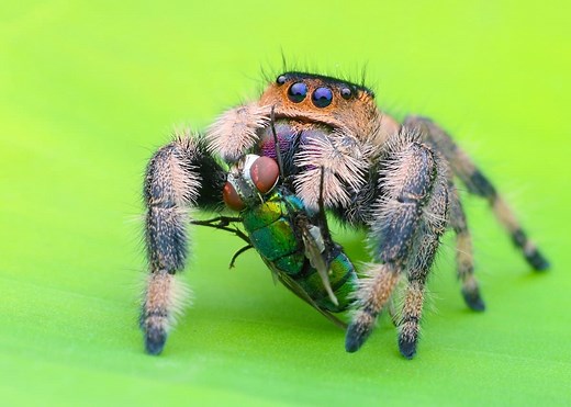 Regal Jumping Spider