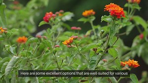 Small Shrubs for front Yard