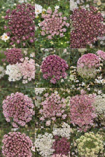 Chocolate Queen Anne’s Lace|cottage Cutting Garden | Bouquet Seeds| Rare Annual Flowers Seeds - Etsy