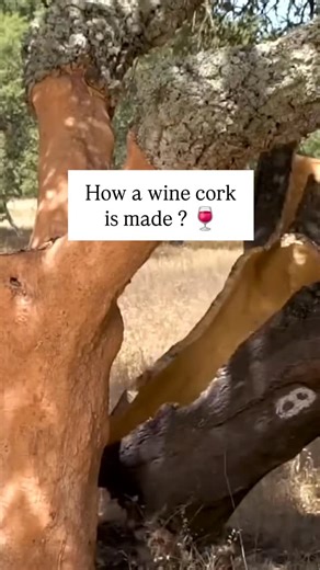 WINESKOOL 🍷 on Instagram: "If you’ve ever wondered how a wine cork is made… ⤵️ A large number of quality wines are sealed with natural corks, obtained by harvesting the bark of the cork oak tree, as shown in the video above. ✅ This is the traditional method and, according to many winemakers, the only proper one. However, these corks do have several drawbacks, which is why alternative bottle closures exist. So, what are the disadvantages of this type of cork? 🤷 The first is that they can cause 