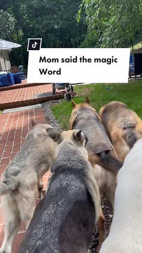 German Shepherd Swimming Fun in the Pool