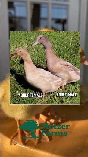 Metzer Farms Buff Ducks