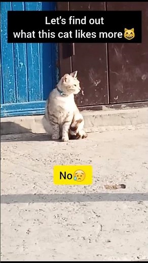 THIS CAT LOVES MATH!