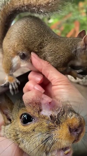 #animalsSquirrelbotfly #botfly #care