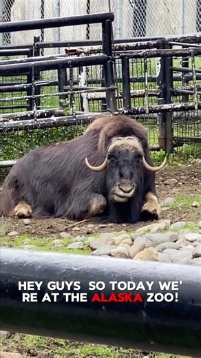 First Time at the Alaska Zoo 🐻❄️
