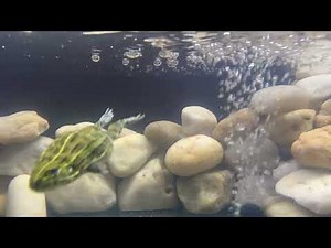 Natural Behavior of the Pixie frog