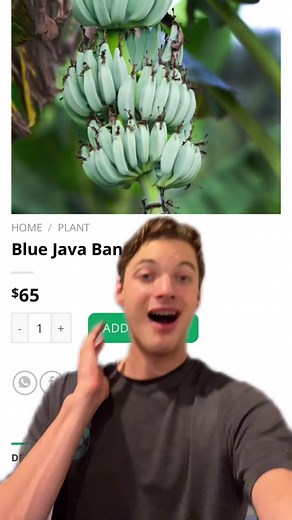 Tasting exotic blue Java bananas #foodietiktok #banana #mad #rant #oof #food #tastetest