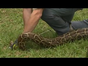 Hundreds of snake hunters take part in annual Python Challenge