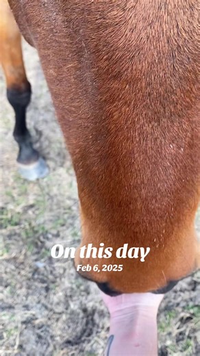 So much has changed in a year 🥹 my herd of 3 has grown to 6 now!! Badger has gained all his weight back from the sudden move and new environment. He took the move and changes really hard and dropped weight. But this is my favorite thing to do with my OG herd and the new ones just be present with them and let them guide my healing ❤️‍🩹 #onthisday #rescuelife #horses #mustang #mustangs