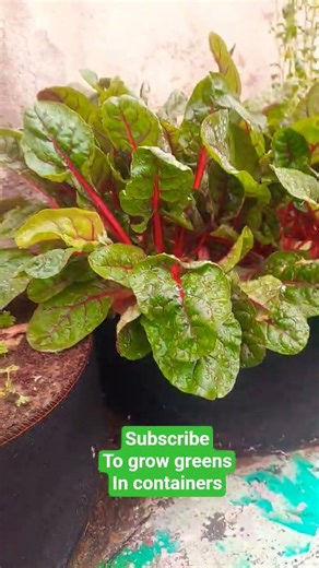 Kale, Swiss Chard, Celery & Arugula in containers | Leafy Greens Garden in Containers