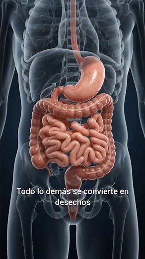 Así digiere tu cuerpo la comida