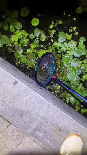 Breeding river shrimp.. | breeding river shrimp