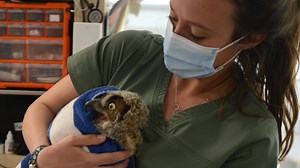 Fighting for life: Rescued baby owl gets emergency care after family dies from rat poison