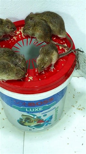 This mouse trap catches and releases safely #mousetrap #mouse #genius