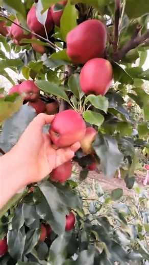 Massive Red Apple Harvest! Here’s How It’s Processed