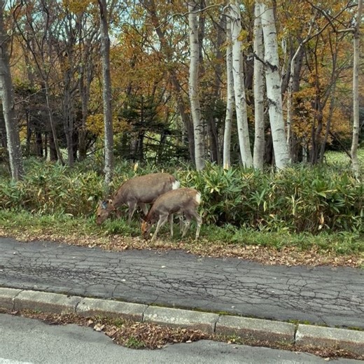 Chikako Sugiura on Reels