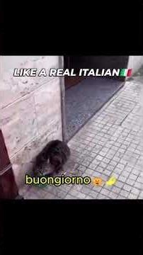 Cats in Italy 😂❤️🇮🇹