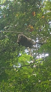 🦦 Endemic animals Sulawesi Island 🇮🇩 #burakosulawesi #kuskus #hewanendemik #burako #babihutan #babi #puncak #alam #alamindonesia #alamsulawesiutara #naturephotography #nature #fotografialam #reelsvideo #reelsfbシ #short #fyp #fb #reels #reelsfypシ2024 #goodvibes #viwes #vibesm #pemburu #reelsviral #pemburusulawesiutara #pejuangrupia | Michael Emor