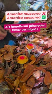 🍄 Amanita muscaria ❌ vs Amanita caesarea ✅ 🔬 Morfolojik benzerliklerine rağmen biyokimyasal ve toksikolojik açıdan tamamen farklıdırlar. A. muscaria, ibotenik asit ve muscimol içerdiği için toksiktir. A. caesarea ise Akdeniz kökenli, yenilebilir ve gastronomik değeri yüksek bir türdür. Nasıl ayırt edilir? • Şapka: A. muscaria → kırmızı, beyaz benekli A. caesarea → turuncu-kırmızı, beneksiz • Lameller: A. muscaria → beyaz A. caesarea → sarı • Sap: A. muscaria → beyaz A. caesarea → sarı • Volva: