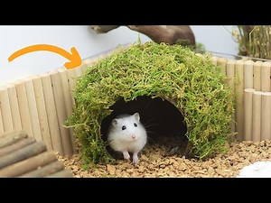 Best Hamster Accessories You’ll Wish You Knew Sooner — Tiny Things, Big Difference!