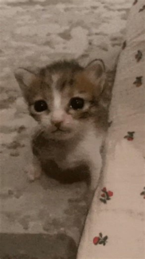 Companion Cube death