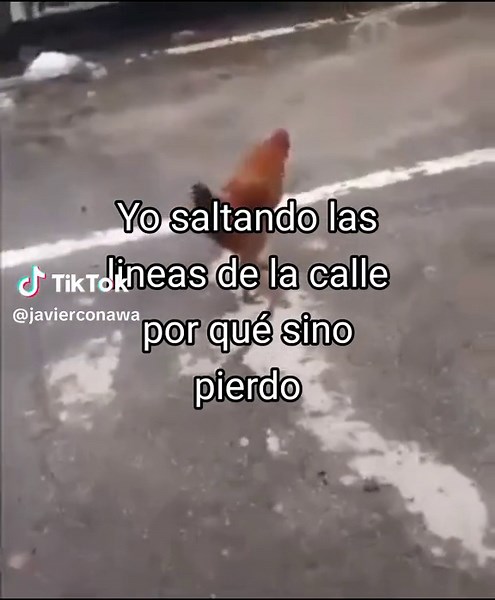 Danza Kuduro y Memes Divertidos