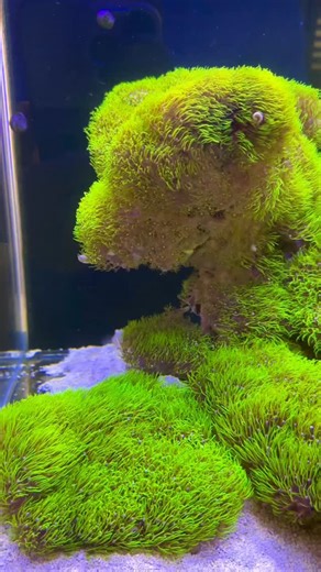 (Tu Tran) Reefing , Travels, and Foodie on Instagram: "I mow the GSP lawn every month or so.. —————————————————————— -Tank: Opus 300 G2 @nyos.aquatics -Flow and Lighting: @aquaillumination -Controller and ATO: Apex @neptunesystems -Return: Vectra M2 @ecotechmarine -Custom lid/net @toplids_ -AutoFeeder @avastmarine -RFG return nozzle @vivid_creative_aquatics -light bracket mounts @neonreef_3d"