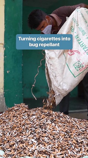 Code Effort is a company turning cigarette butts into a mosquito repellent. #Upcycling #India #Sustainability | Business Insider