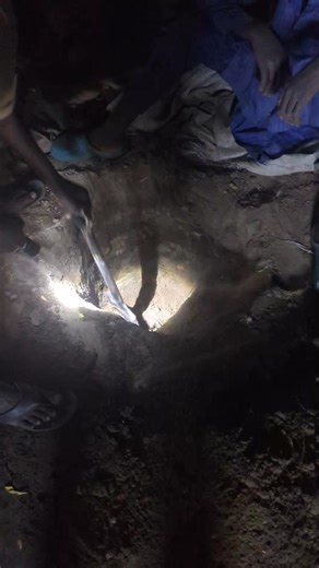 When transferring sizable plants, make sure the host hole is well prepared, use enough manpower, and try as much as possible to use the old soil from where you took it from, to avoid any shock or sudden difference, it's always best that way | Rahma Monguno