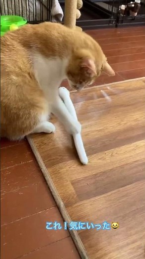 #cat #保護猫 #ねこ ＃里親探し