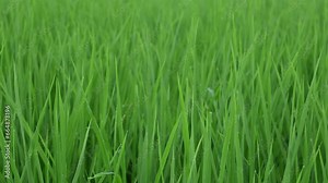 Rice fields. Green Paddy field farmland. Landscape of rice fields with rice plants in rural area. close up of green rice field in India.