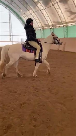 Riding a Rocky Mountain Mare 🐎✨