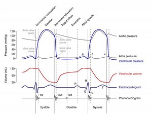 Isovolumic relaxation time - Alchetron, the free social encyclopedia