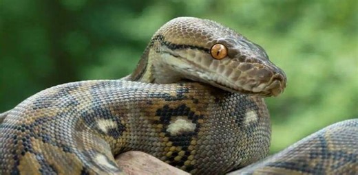 Watch: Locals capture 12-feet-long python