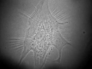 01 7 Beating Heart Cell