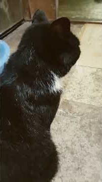 A True Story of Human-Cat Coexistence: The Spider's Thread (Ryunosuke Akutagawa)