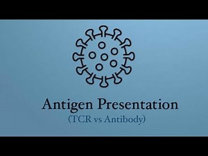 T Cell Receptor (TCR) vs Antibody | VDJ Rearrangement | Similarities | Differences | Microbiology