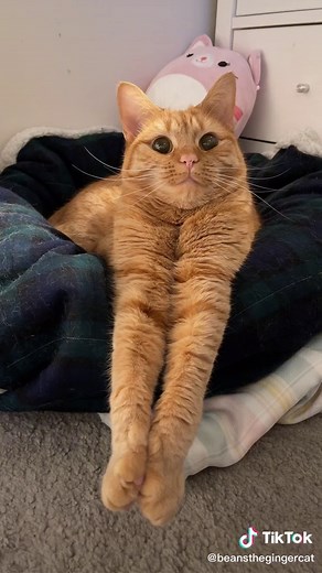 Adorable Orange Cat Squishmallow Compilation