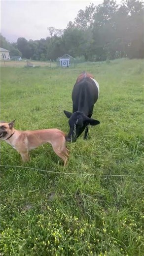 ⚡ ISHAI Meets a Steer… Then This Happens