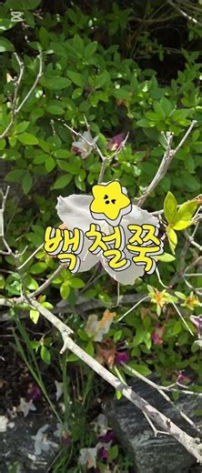 만병초부터 수국까지! 수목원에서 만난 예쁜 꽃 이름 알아보기 #힐링영상 #미스터트롯2 #아름다운풍경