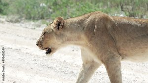lioness crossing the road slow motion
