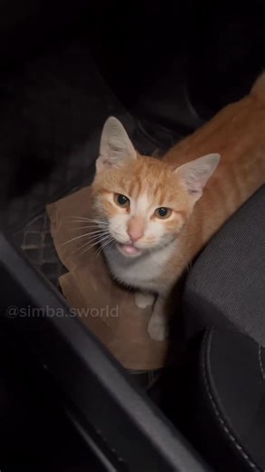 22K views · 752 reactions | Maybe souls really do find their way back...