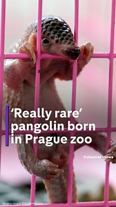 A critically endangered Chinese pangolin has just been born in a zoo in Prague. The species has survived for thousands of years in Asia and Africa, but now it’s on the verge of extinction. #Pangolin #Endangeredspecies #Wildlife #Praguezoo #Cuteanimals #Channel4News | Channel 4 News