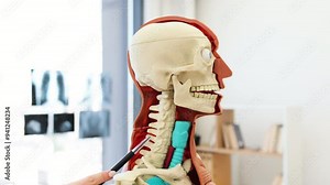 Doctor pointing at detailed anatomical skeleton model demonstrating human spine for medical education. Medical professional teaching anatomy, highlighting spine structure.